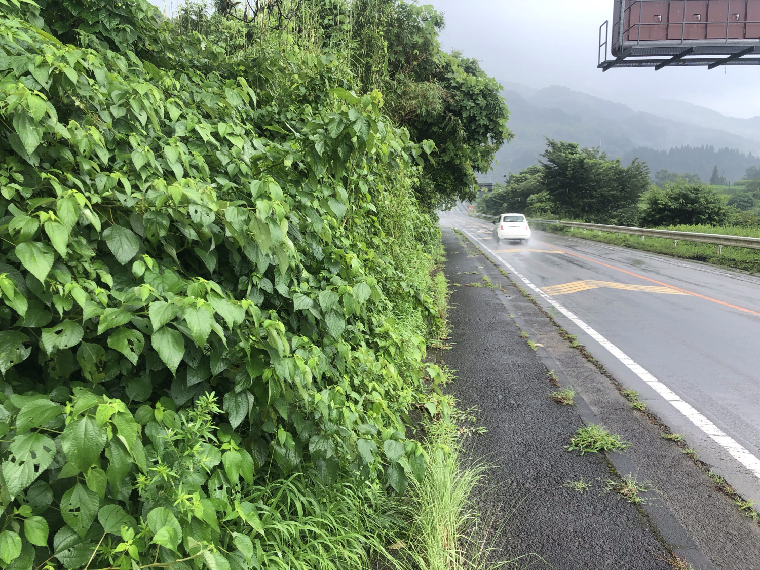 通学路草刈作業